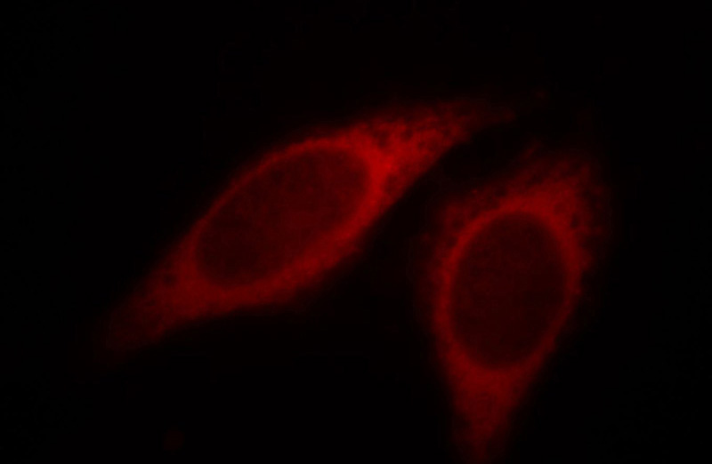 Immunofluorescent analysis of HepG2 cells, using HBS1L antibody Catalog No:111274 at 1:25 dilution and Rhodamine-labeled goat anti-rabbit IgG (red).