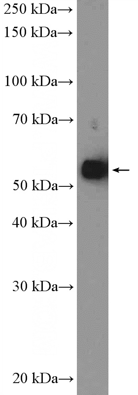 mouse heart tissue were subjected to SDS PAGE followed by western blot with Catalog No:109277(CHRNA1 Antibody) at dilution of 1:300