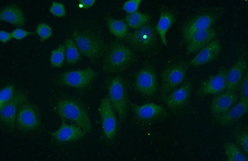 Immunofluorescent analysis of (-20oc Ethanol) fixed MCF-7 cells using Catalog No:111753(ILK Antibody) at dilution of 1:50 and Alexa Fluor 488-congugated AffiniPure Goat Anti-Rabbit IgG(H+L)