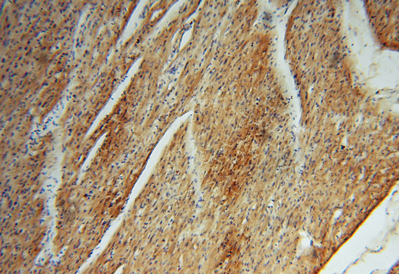 Immunohistochemical of paraffin-embedded human heart using Catalog No:114568(RBX1 antibody) at dilution of 1:50 (under 10x lens)