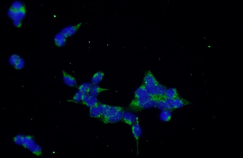 Immunofluorescent analysis of HEK-293 cells using Catalog No:109743(CUL3 Antibody) at dilution of 1:50 and Alexa Fluor 488-congugated AffiniPure Goat Anti-Rabbit IgG(H+L)