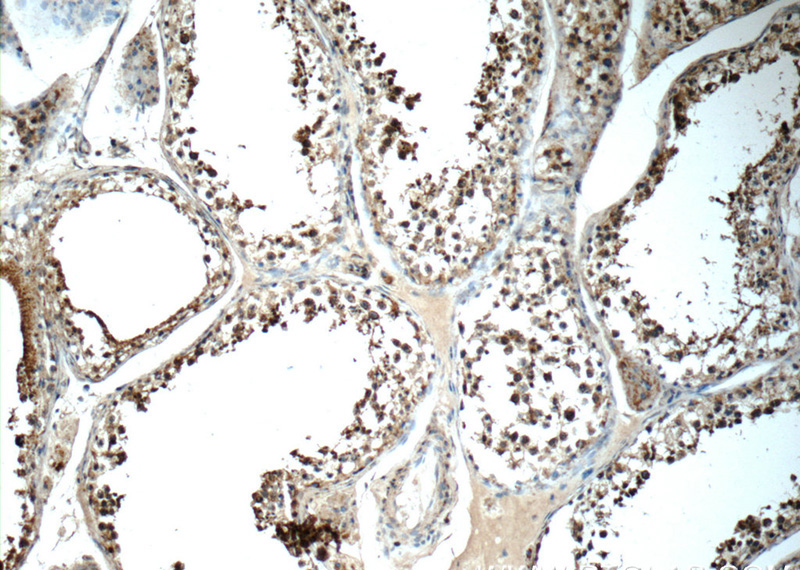 Immunohistochemistry of paraffin-embedded human testis tissue slide using Catalog No:115018(SCRG1 Antibody) at dilution of 1:50 (under 10x lens)