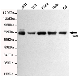 Western blot detection of RPA70 in Hela,293T,C6,3T3 and K562 cell lysates using RPA70 mouse mAb (1:1000 diluted).Predicted band size:70KDa.Observed band size:70KDa.