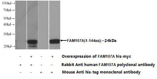 Transfected HEK-293 cells were subjected to SDS PAGE followed by western blot with Catalog No:110458(FAM107A Antibody) at dilution of 1:1000