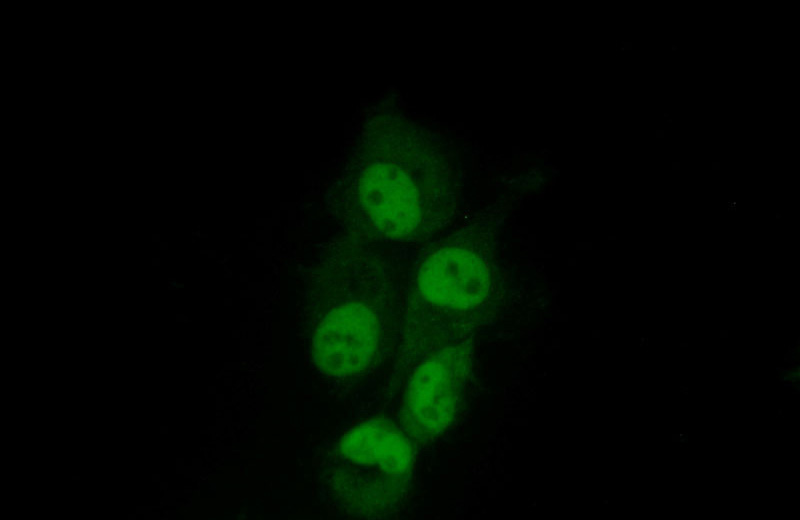 Immunofluorescent analysis of (10% Formaldehyde) fixed A431 cells using Catalog No:114588(RBBP7 Antibody) at dilution of 1:50 and Alexa Fluor 488-congugated AffiniPure Goat Anti-Rabbit IgG(H+L)