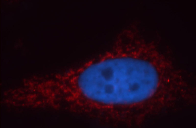 Immunofluorescent analysis of HepG2 cells, using CHCHD2 antibody Catalog No:109212 at 1:25 dilution and Rhodamine-labeled goat anti-rabbit IgG (red). Blue pseudocolor = DAPI (fluorescent DNA dye).