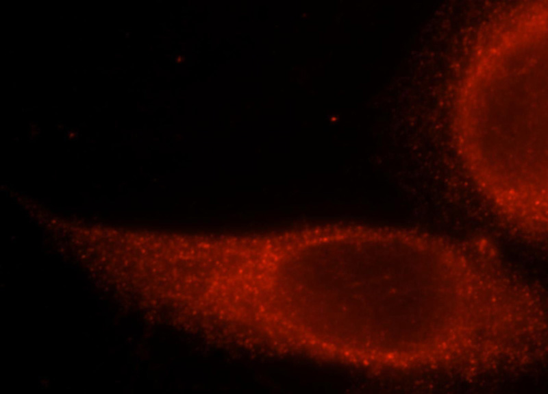 Immunofluorescent analysis of Hela cells, using FLOT1 antibody Catalog No:110722 at 1:25 dilution and Rhodamine-labeled goat anti-rabbit IgG (red).