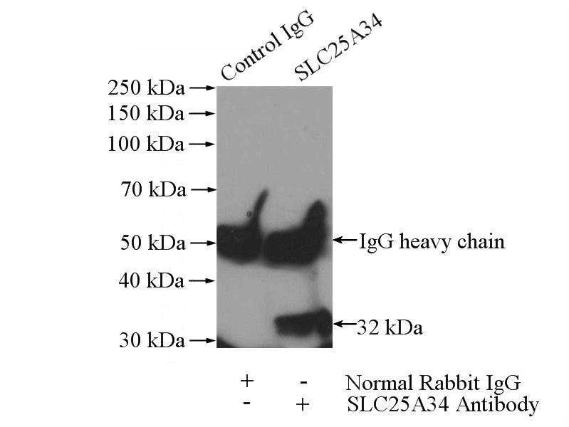 IP Result of anti-SLC25A34 (IP:Catalog No:115334, 4ug; Detection:Catalog No:115334 1:500) with HepG2 cells lysate 1600ug.