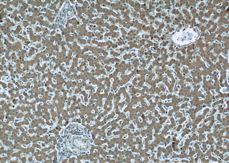 Immunohistochemical of paraffin-embedded human liver using Catalog No:112456(MAGT1 antibody) at dilution of 1:50 (under 10x lens)