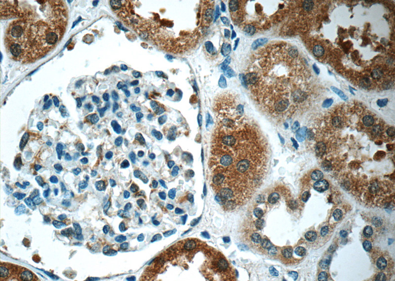 Immunohistochemistry of paraffin-embedded human kidney slide using Catalog No:111609(IDNK Antibody) at dilution of 1:50 (under 40x lens)