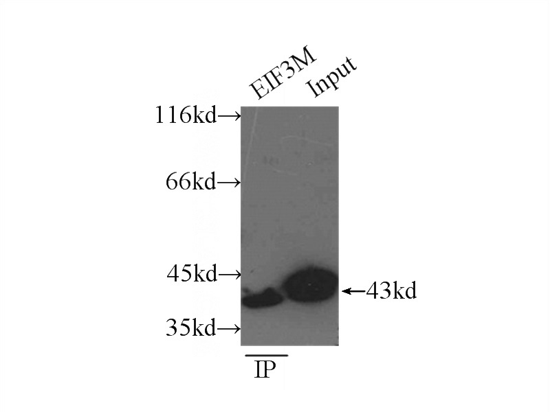 IP Result of anti-EIF3M (IP:Catalog No:110200, 3ug; Detection:Catalog No:110200 1:800) with HeLa cells lysate 3800ug.