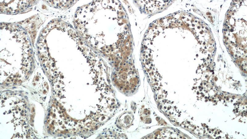 Immunohistochemistry of paraffin-embedded human testis tissue slide using Catalog No:113601(PASK Antibody) at dilution of 1:50 (under 10x lens)