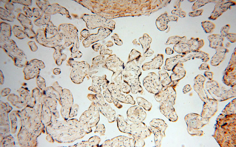 Immunohistochemical of paraffin-embedded human placenta using Catalog No:110850(GALNTL2 antibody) at dilution of 1:50 (under 10x lens)