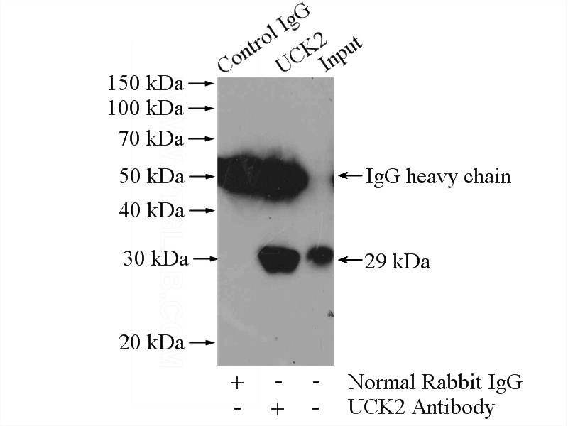 IP Result of anti-UCK2 (IP:Catalog No:116676, 4ug; Detection:Catalog No:116676 1:500) with Jurkat cells lysate 4000ug.