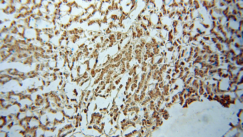 Immunohistochemical of paraffin-embedded human liver using Catalog No:113983(PNPO antibody) at dilution of 1:100 (under 10x lens)