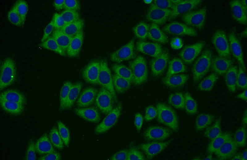 Immunofluorescent analysis of HepG2 cells using Catalog No:115863(TBC1D19 Antibody) at dilution of 1:50 and Alexa Fluor 488-congugated AffiniPure Goat Anti-Rabbit IgG(H+L)
