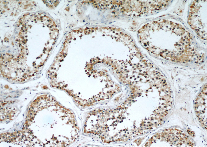 Immunohistochemical of paraffin-embedded human testis using Catalog No:110452(FAF2 antibody) at dilution of 1:50 (under 10x lens)