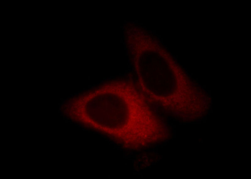 Immunofluorescent analysis of HepG2 cells, using UBA5 antibody Catalog No:116468 at 1:25 dilution and Rhodamine-labeled goat anti-rabbit IgG (red).