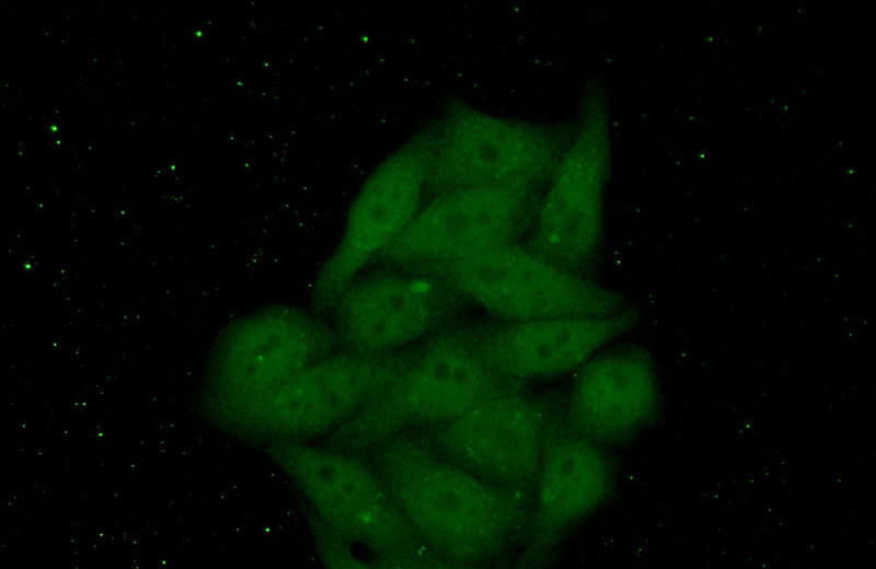 Immunofluorescent analysis of (10% Formaldehyde) fixed HepG2 cells using Catalog No:110278(ELK1 Antibody) at dilution of 1:50 and Alexa Fluor 488-congugated AffiniPure Goat Anti-Rabbit IgG(H+L)