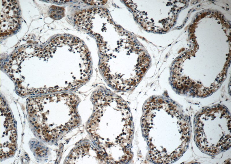 Immunohistochemistry of paraffin-embedded human testis tissue slide using Catalog No:115549(SPATA16 Antibody) at dilution of 1:50 (under 10x lens)