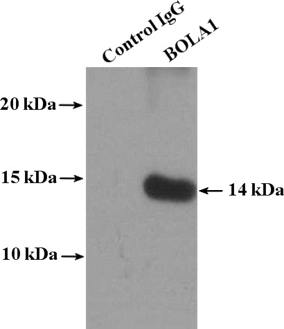 IP Result of anti-BOLA1 (IP:Catalog No:117211, 4ug; Detection:Catalog No:117211 1:800) with HepG2 cells lysate 3480ug.