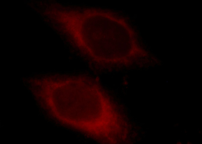 Immunofluorescent analysis of HepG2 cells, using CYB5R3 antibody Catalog No:109657 at 1:25 dilution and Rhodamine-labeled goat anti-rabbit IgG (red).