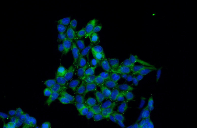 Immunofluorescent analysis of (-20oc Ethanol) fixed HEK-293 cells using Catalog No:107998(AMOT Antibody) at dilution of 1:50 and Alexa Fluor 488-congugated AffiniPure Goat Anti-Rabbit IgG(H+L)