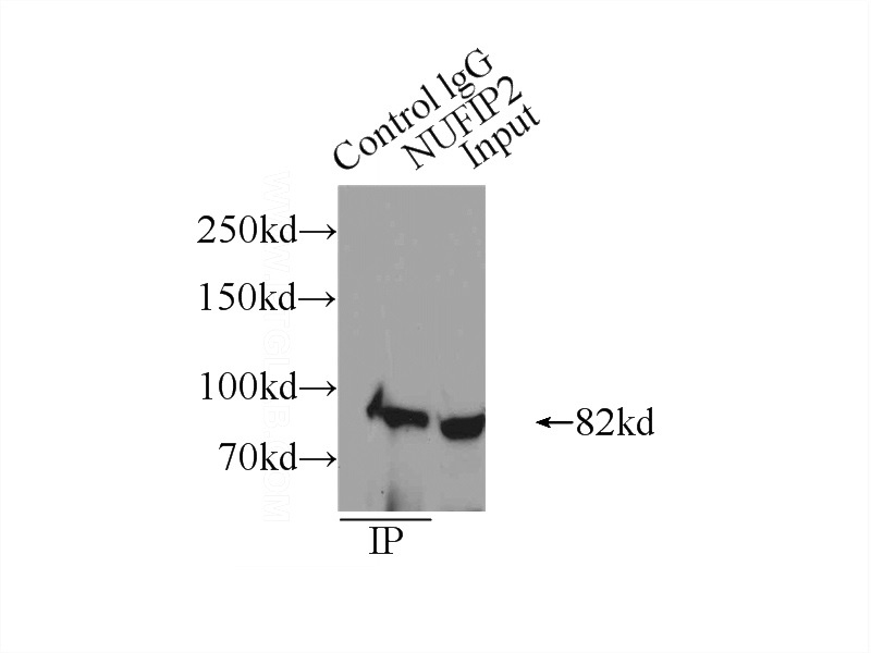 IP Result of anti-NUFIP2 (IP:Catalog No:113367, 4ug; Detection:Catalog No:113367 1:500) with HeLa cells lysate 2000ug.