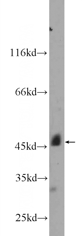 mouse heart tissue were subjected to SDS PAGE followed by western blot with Catalog No:110955(GFRA3 Antibody) at dilution of 1:600