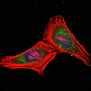 Immunofluorescence analysis of Hela cells using PSMB8 mouse mAb (green). Blue