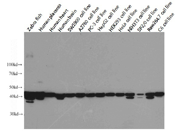 Western blot analysis of Beta-actin in various tissues and cell lines using Proteintech antibody Catalog No:117304 at a dilution of 1:5000. Extra bands were detected in some species with unknown reason.