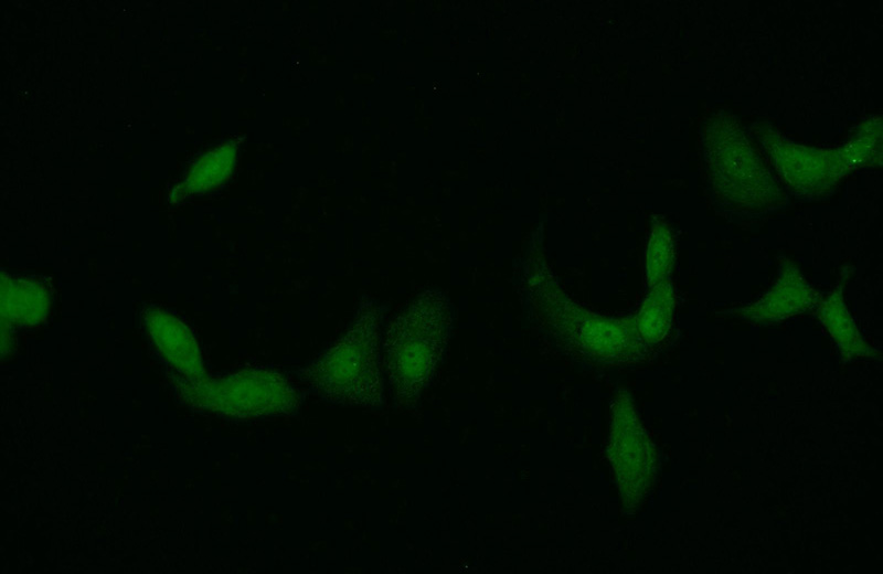 Immunofluorescent analysis of MCF-7 cells using Catalog No:114394(PSMD11 Antibody) at dilution of 1:25 and Alexa Fluor 488-congugated AffiniPure Goat Anti-Rabbit IgG(H+L)