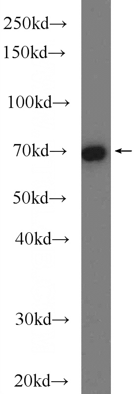 HeLa cells were subjected to SDS PAGE followed by western blot with Catalog No:109743(CUL3 Antibody) at dilution of 1:1000
