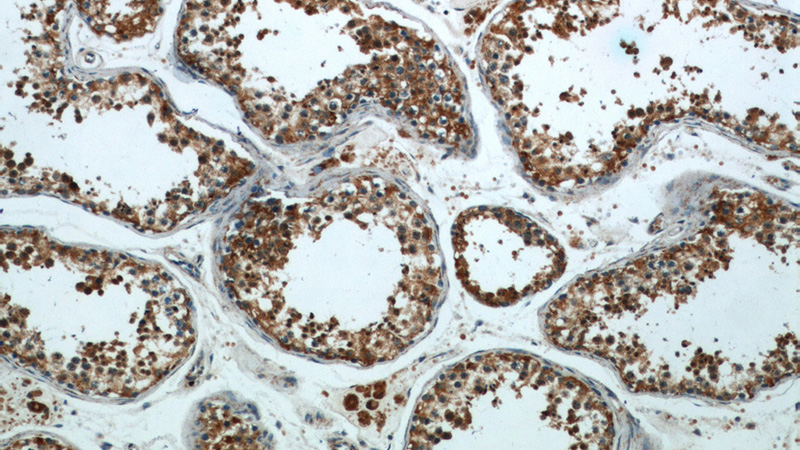Immunohistochemical of paraffin-embedded human testis using Catalog No:114378(PSMA8 antibody) at dilution of 1:50 (under 10x lens)