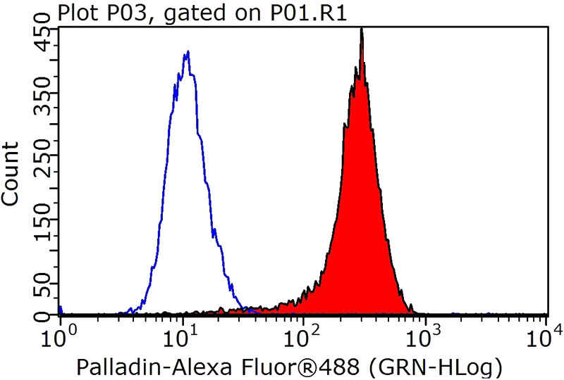 1X10^6 HeLa cells were stained with 0.2ug PALLD,palladin antibody (Catalog No:113503, red) and control antibody (blue). Fixed with 4% PFA blocked with 3% BSA (30 min). Alexa Fluor 488-congugated AffiniPure Goat Anti-Rabbit IgG(H+L) with dilution 1:1000.