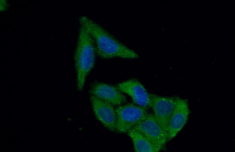 Immunofluorescent analysis of (10% Formaldehyde) fixed HepG2 cells using Catalog No:114557(RBMX2 Antibody) at dilution of 1:50 and Alexa Fluor 488-congugated AffiniPure Goat Anti-Rabbit IgG(H+L)