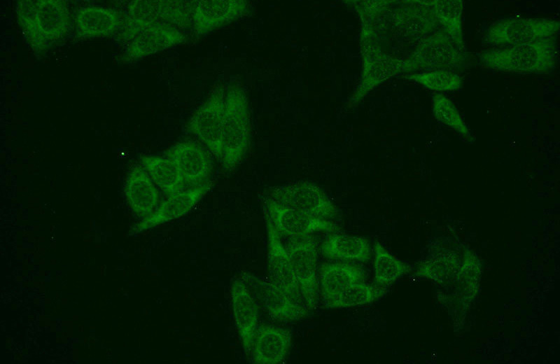 Immunofluorescent analysis of HepG2 cells using Catalog No:116903(ZAK Antibody) at dilution of 1:25 and Alexa Fluor 488-congugated AffiniPure Goat Anti-Rabbit IgG(H+L)