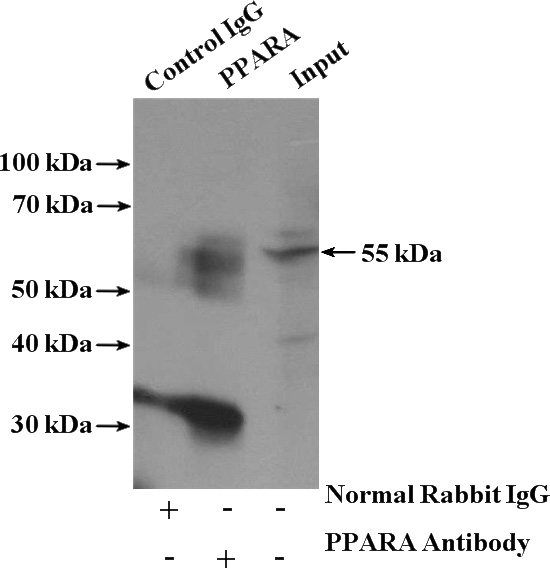 IP Result of anti-PPARA (IP:Catalog No:114083, 4ug; Detection:Catalog No:114083 1:300) with U-937 cells lysate 4000ug.