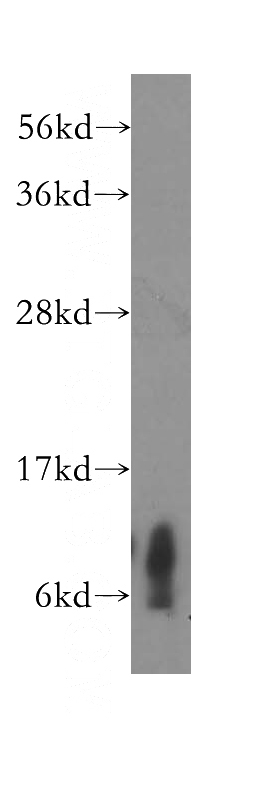 human heart tissue were subjected to SDS PAGE followed by western blot with Catalog No:109496(COX6C antibody) at dilution of 1:400