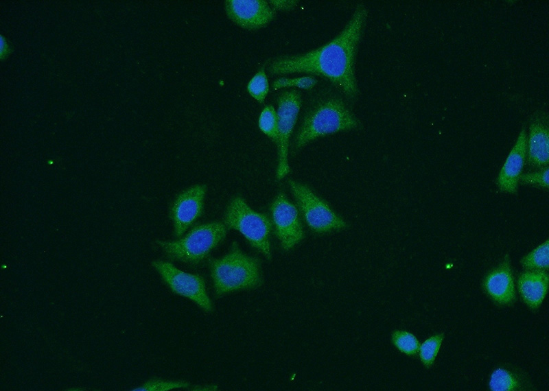Immunofluorescent analysis of PC-3 cells using Catalog No:108779(C6orf15 Antibody) at dilution of 1:50 and Alexa Fluor 488-congugated AffiniPure Goat Anti-Rabbit IgG(H+L)