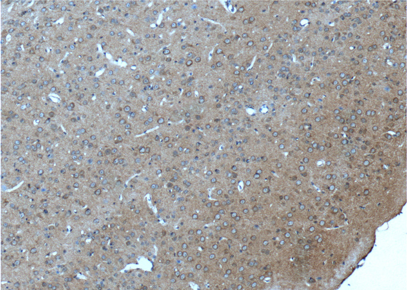Immunohistochemistry of paraffin-embedded mouse brain tissue slide using Catalog No:112601(GRM2 Antibody) at dilution of 1:200 (under 10x lens).