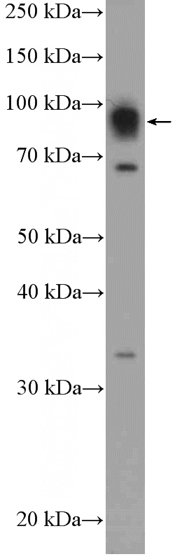 HEK-293 cells were subjected to SDS PAGE followed by western blot with Catalog No:109853(DACH1 Antibody) at dilution of 1:600