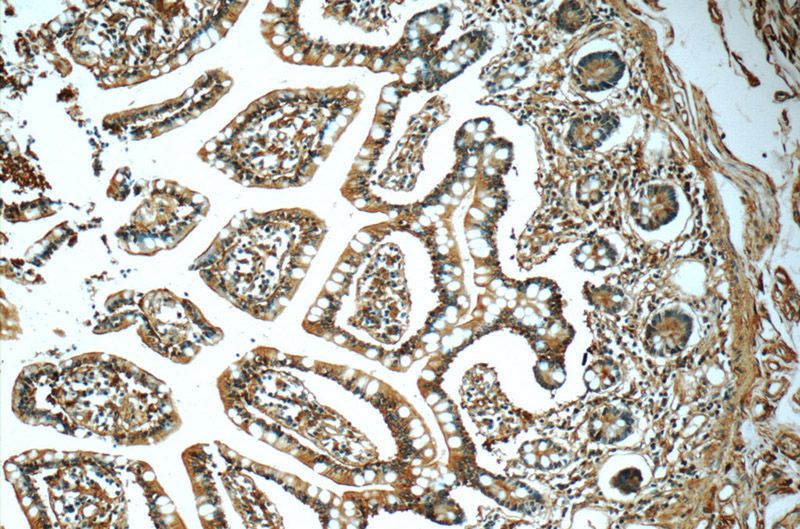 Immunohistochemistry of paraffin-embedded human small intestine tissue slide using Catalog No:108092(ANXA13 Antibody) at dilution of 1:50 (under 10x lens)