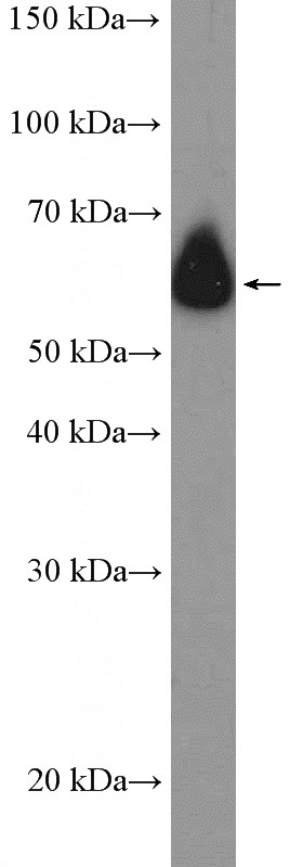 COS-7 cells were subjected to SDS PAGE followed by western blot with Catalog No:116951(ZNF154 Antibody) at dilution of 1:600