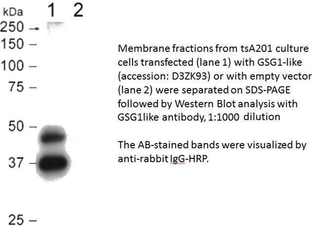 WB result of Catalog No:111167 (GSG1L antibody) with transfected cells at dilution of 1:1000.