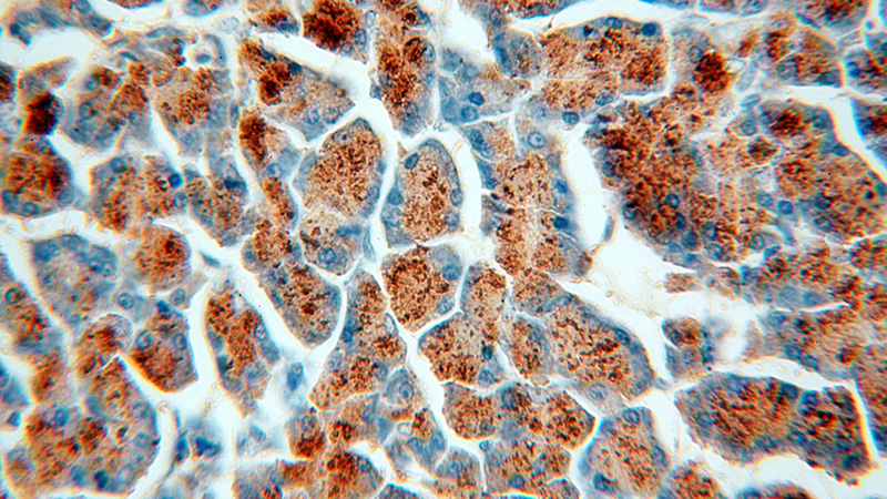 Immunohistochemical of paraffin-embedded human pancreas using Catalog No:108014(AMY2A antibody) at dilution of 1:100 (under 40x lens)