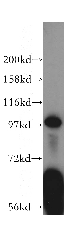 HepG2 cells were subjected to SDS PAGE followed by western blot with Catalog No:112724(MocOS antibody) at dilution of 1:300