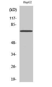 Fig1:; Western Blot analysis of various cells using KV3.2 Polyclonal Antibody
