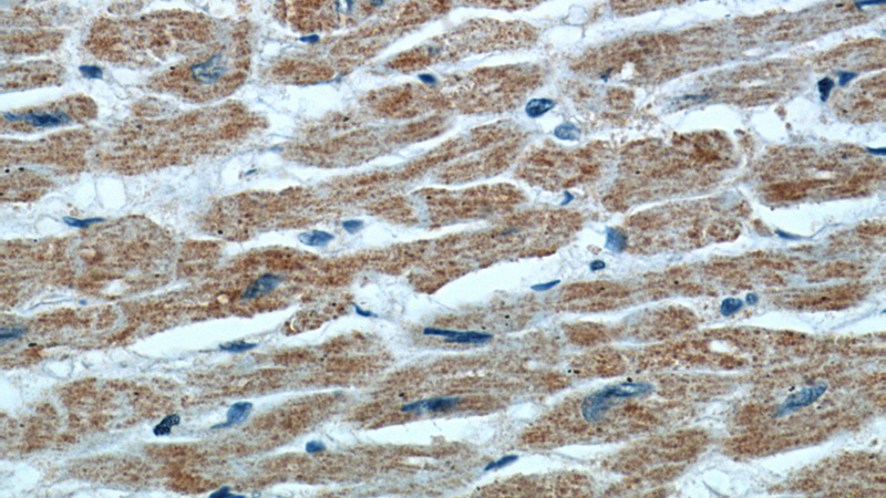 Immunohistochemical of paraffin-embedded human heart using Catalog No:111284(HCN1 antibody) at dilution of 1:50 (under 40x lens)