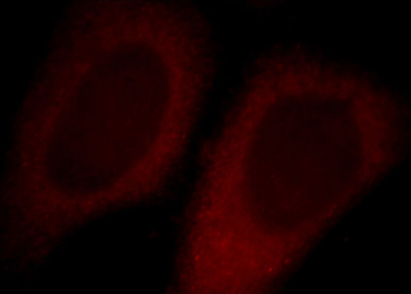 Immunofluorescent analysis of HepG2 cells, using ALKBH4 antibody Catalog No:107857 at 1:25 dilution and Rhodamine-labeled goat anti-rabbit IgG (red).